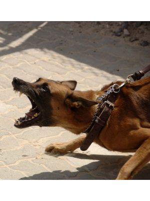 Aggression beim Hund