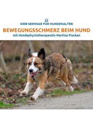 Bewegungsschmerz beim Hund
