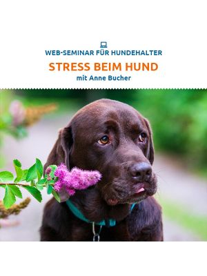 Stress beim Hund